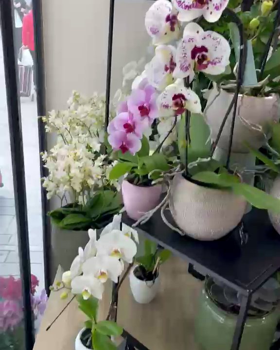 Orchidée